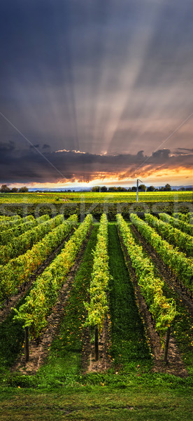 Vineyard at sunset Stock photo © elenaphoto