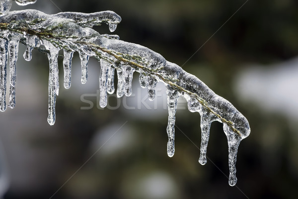 Icicles on winter branch Stock photo © elenaphoto