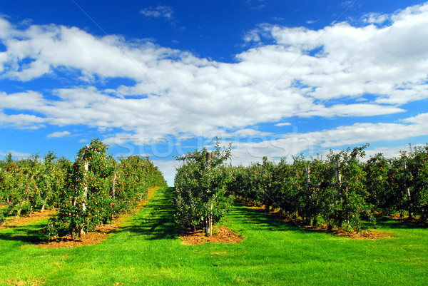 Apfelgarten rot voll Äpfel Bäume blauer Himmel Stock foto © elenaphoto