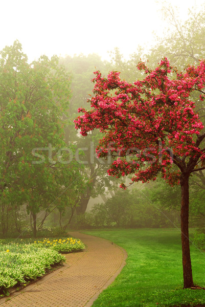 Stockfoto: Mistig · park · pad · groene · voorjaar