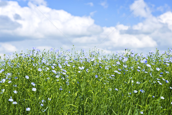 Blooming flax field Stock photo © elenaphoto