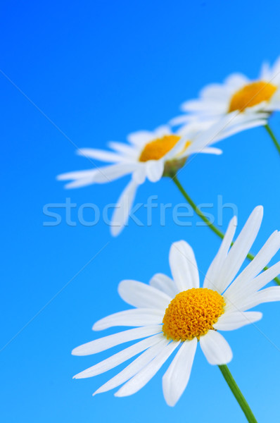 Százszorszép virágok kék csetepaté világoskék égbolt Stock fotó © elenaphoto
