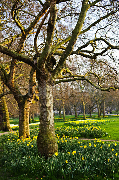 Daffodils in St. James's Park Stock photo © elenaphoto