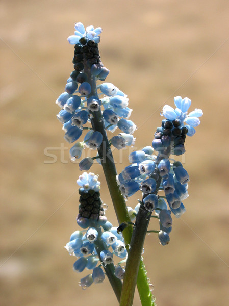 Grape hyacinth Stock photo © elenaphoto