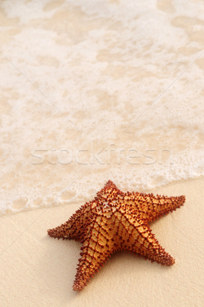 Starfish and ocean wave Stock photo © elenaphoto