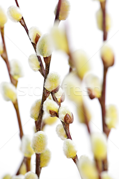 Primavera pussy Pasqua salice rami isolato Foto d'archivio © elenaphoto