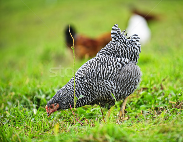 Chickens feeding on green grass Stock photo © elenaphoto