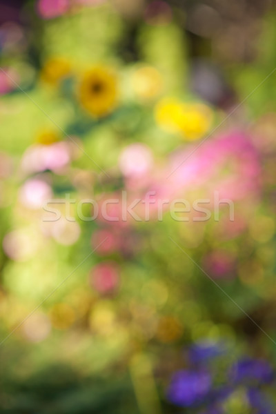 Foto stock: Jardim · de · flores · abstrato · turva · fora · foco · fundo