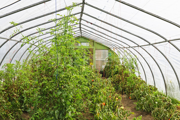 Inside greenhouse Stock photo © elenaphoto