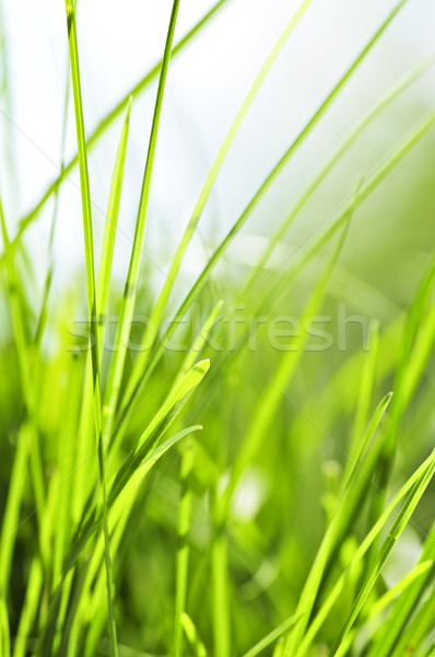 Herbe verte naturelles herbe résumé nature Photo stock © elenaphoto