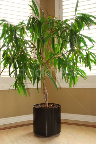 Casa planta tropicales olla Windows árbol Foto stock © elenaphoto