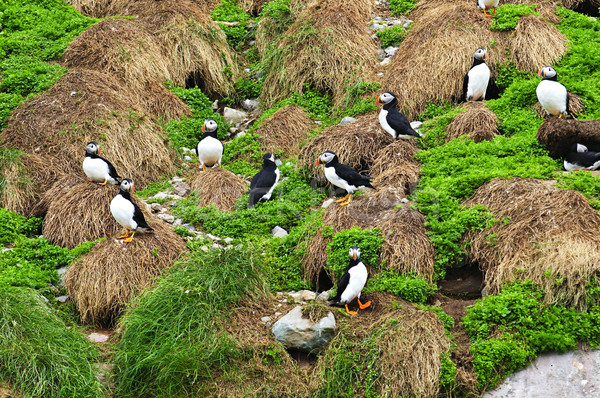 Neufundländer Vögel Insel Kanada Gras Landschaft Stock foto © elenaphoto