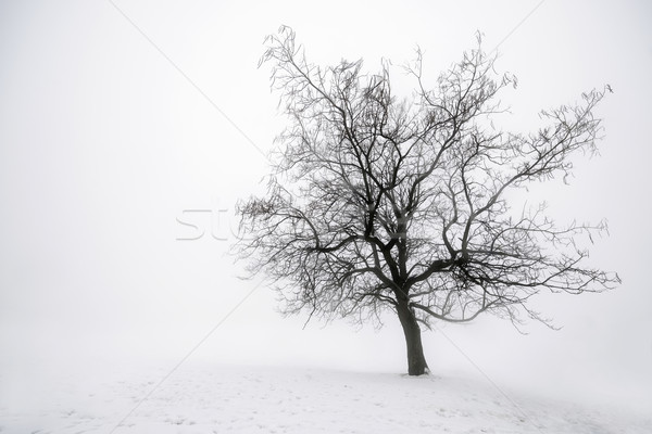 Tél fa köd ködös téli tájkép lombtalan Stock fotó © elenaphoto