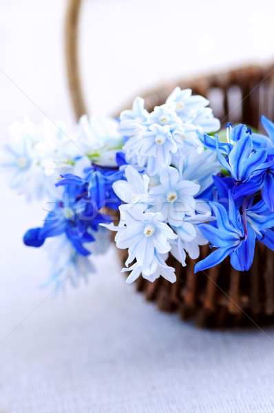 Pierwszy wiosennych kwiatów niebieski bukiet koszyka Zdjęcia stock © elenaphoto