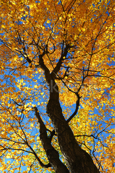 Zdjęcia stock: Spadek · klon · drzew · słońca · Błękitne · niebo