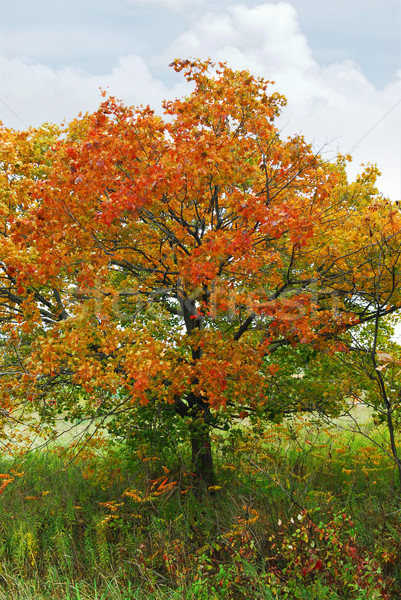 Autumn maple tree Stock photo © elenaphoto