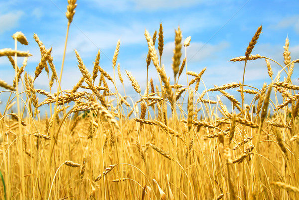 Cereale câmp gata recoltare crestere Imagine de stoc © elenaphoto