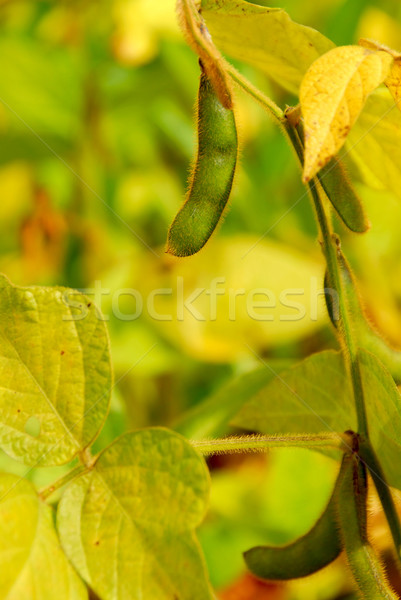 Soybeans Stock photo © elenaphoto
