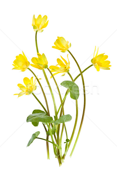 Gelb Frühling Wildblumen Blumen isoliert weiß Stock foto © elenaphoto