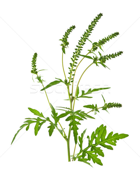 Ragweed plant Stock photo © elenaphoto