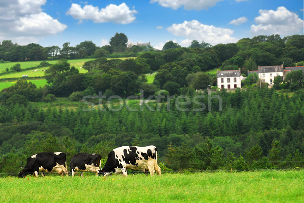 Krów zielone wiejski krowy czarny Zdjęcia stock © elenaphoto