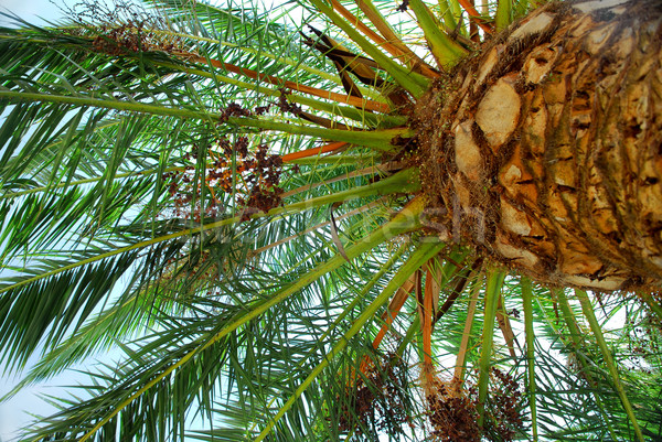 Palm tree canopy Stock photo © elenaphoto