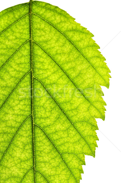 孤立した ツリー 葉 緑色の葉 白 ストックフォト © elenaphoto