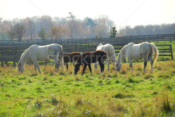 Stock photo: Horses