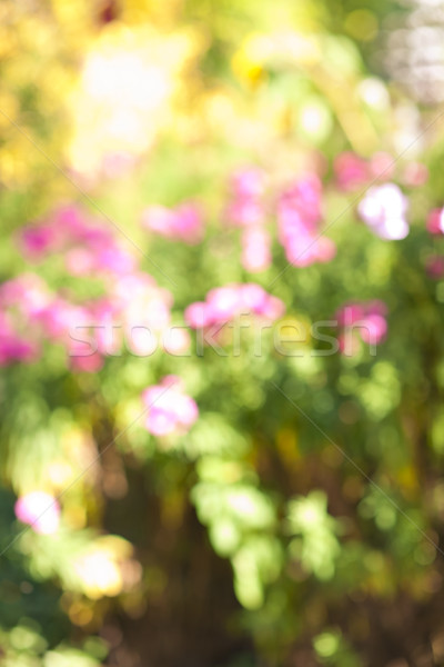 Giardino fiorito abstract offuscata fuori focus sfondo Foto d'archivio © elenaphoto