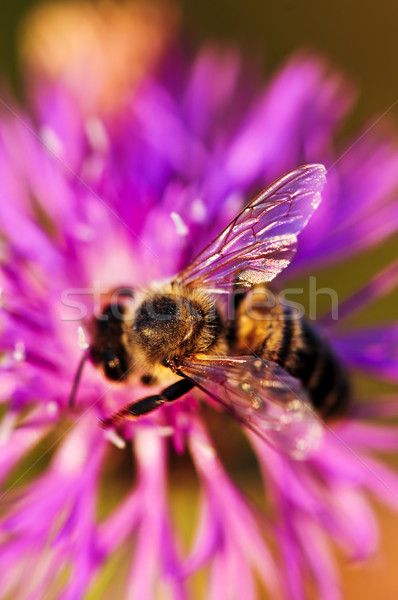 пчелиного меда Bee крыльями меда ошибка Сток-фото © elenaphoto