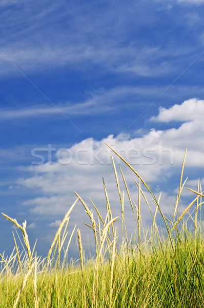 Magas fű homok zöld fű növekvő felhős Stock fotó © elenaphoto