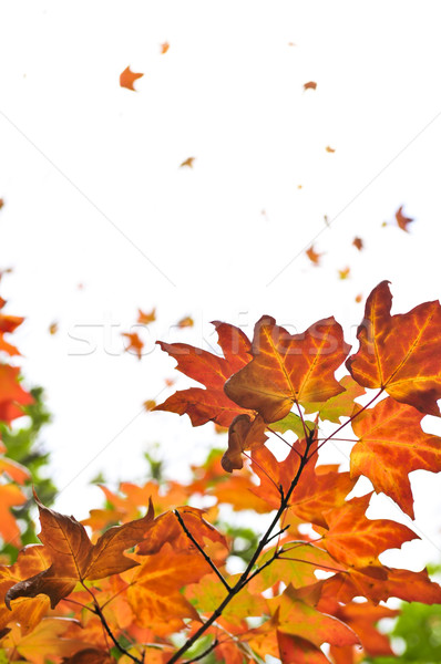 Fall maple leaves background Stock photo © elenaphoto