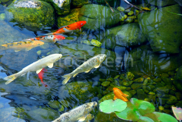 ニシキゴイ 池 魚 自然 石 水 ストックフォト © elenaphoto
