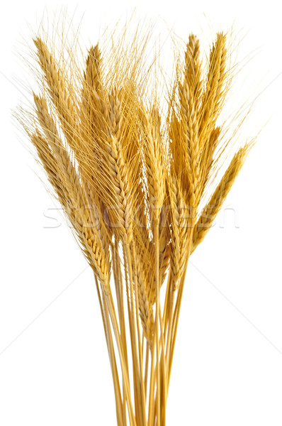 Stockfoto: Geïsoleerd · tarwe · oren · gouden · graan · witte