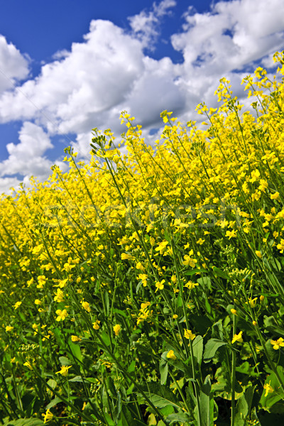 Canola plants in field Stock photo © elenaphoto