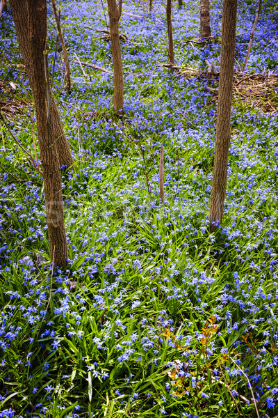 Frühling Wiese blau Blumen Wald Stock Stock foto © elenaphoto
