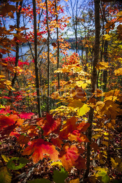 Autumn splendor Stock photo © elenaphoto