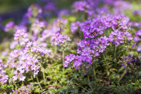 Flowering thyme Stock photo © elenaphoto