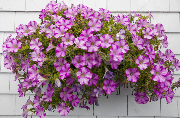 Petunias on white wall Stock photo © elenaphoto