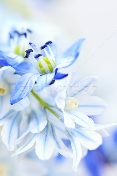 First spring flowers Stock photo © elenaphoto