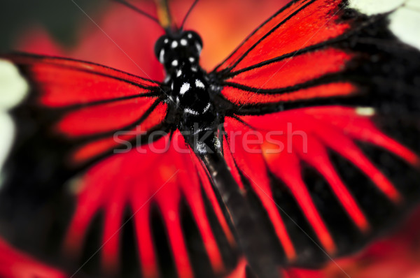 Red heliconius dora butterfly Stock photo © elenaphoto