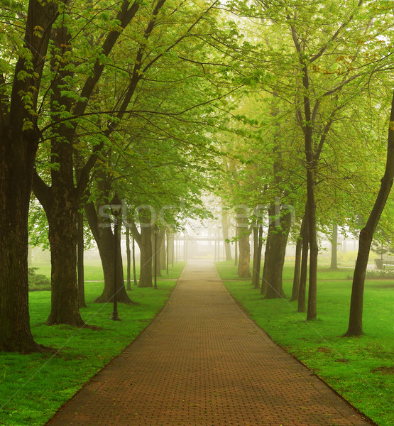 Mglisty parku ścieżka zielone wiosną lasu Zdjęcia stock © elenaphoto