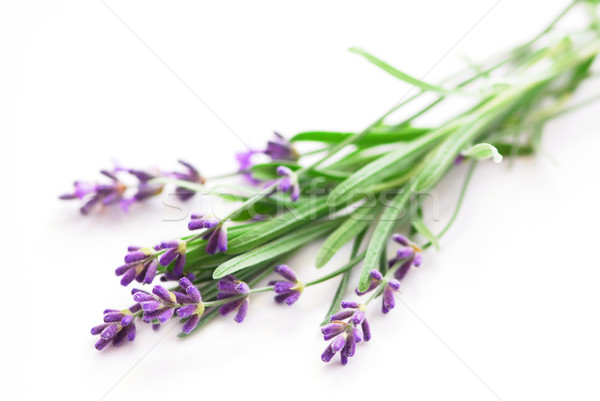 Lavender Stock photo © elenaphoto
