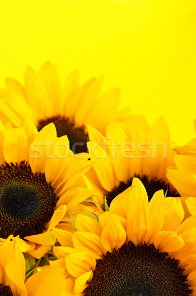 [[stock_photo]]: Tournesols · bouquet · tournesol · fleurs · jaune · soleil