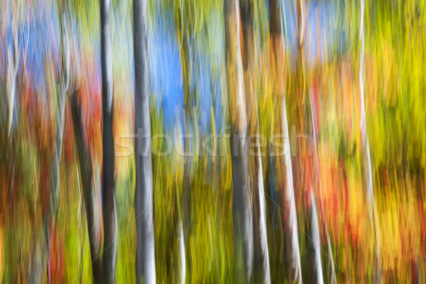 Abstract panorama colorato autunno foresta Foto d'archivio © elenaphoto