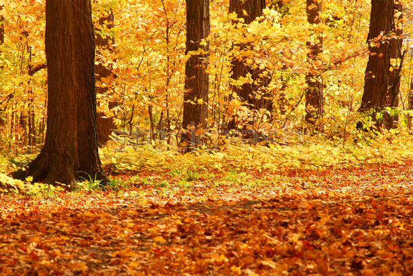 осень лес живописный мнение красочный природы Сток-фото © elenaphoto