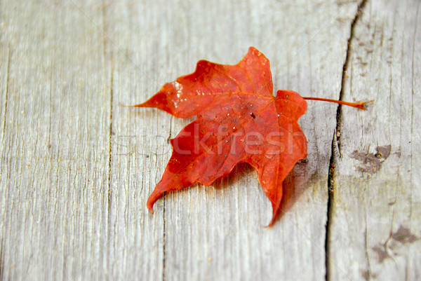 Maple leaf cair vermelho madeira textura Foto stock © elenaphoto