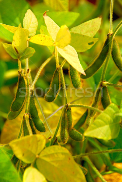 Soybeans Stock photo © elenaphoto