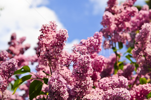 Lilac Stock photo © elenaphoto
