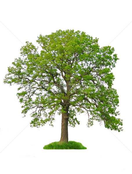 Isolé arbre chêne feuilles vertes blanche feuille [[stock_photo]] © elenaphoto